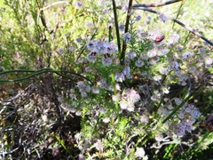 Erica eriocephala