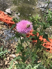 Cirsium texanum