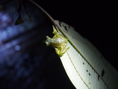 Sachatamia albomaculata