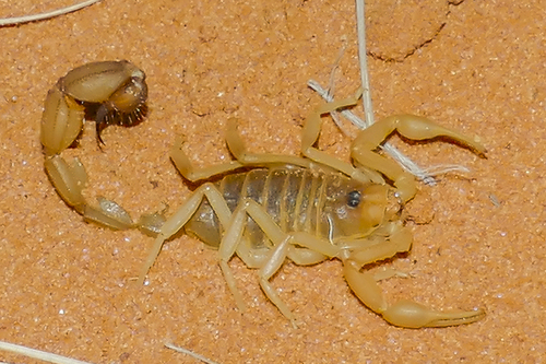 Rough Thicktail Scorpion
