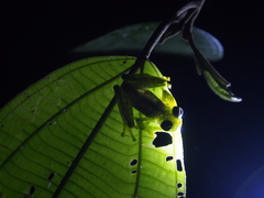 Sachatamia albomaculata