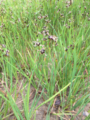 Juncus phaeocephalus