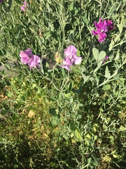Lathyrus odoratus