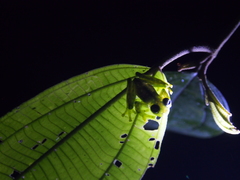 Sachatamia albomaculata