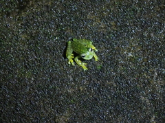 Sachatamia albomaculata