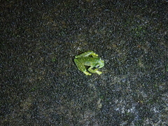 Sachatamia albomaculata