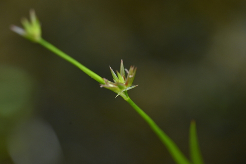 Image of Juncus prismatocarpus by (c) 曾昱承 Yu-Cheng Zeng, some rights reserved (CC BY)