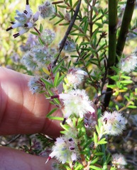 Erica eriocephala
