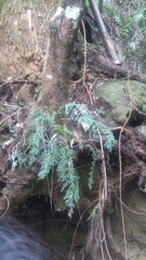 Asplenium wilfordii