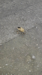 Pachylis laticornis