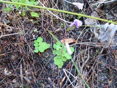 Oxalis commutata