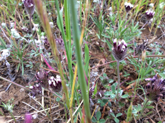 Trifolium dichotomum