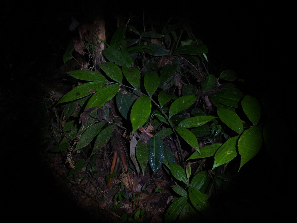 Zamia neurophyllidia; photograph (c) Lena Struwe, some rights reserved (CC BY-SA)