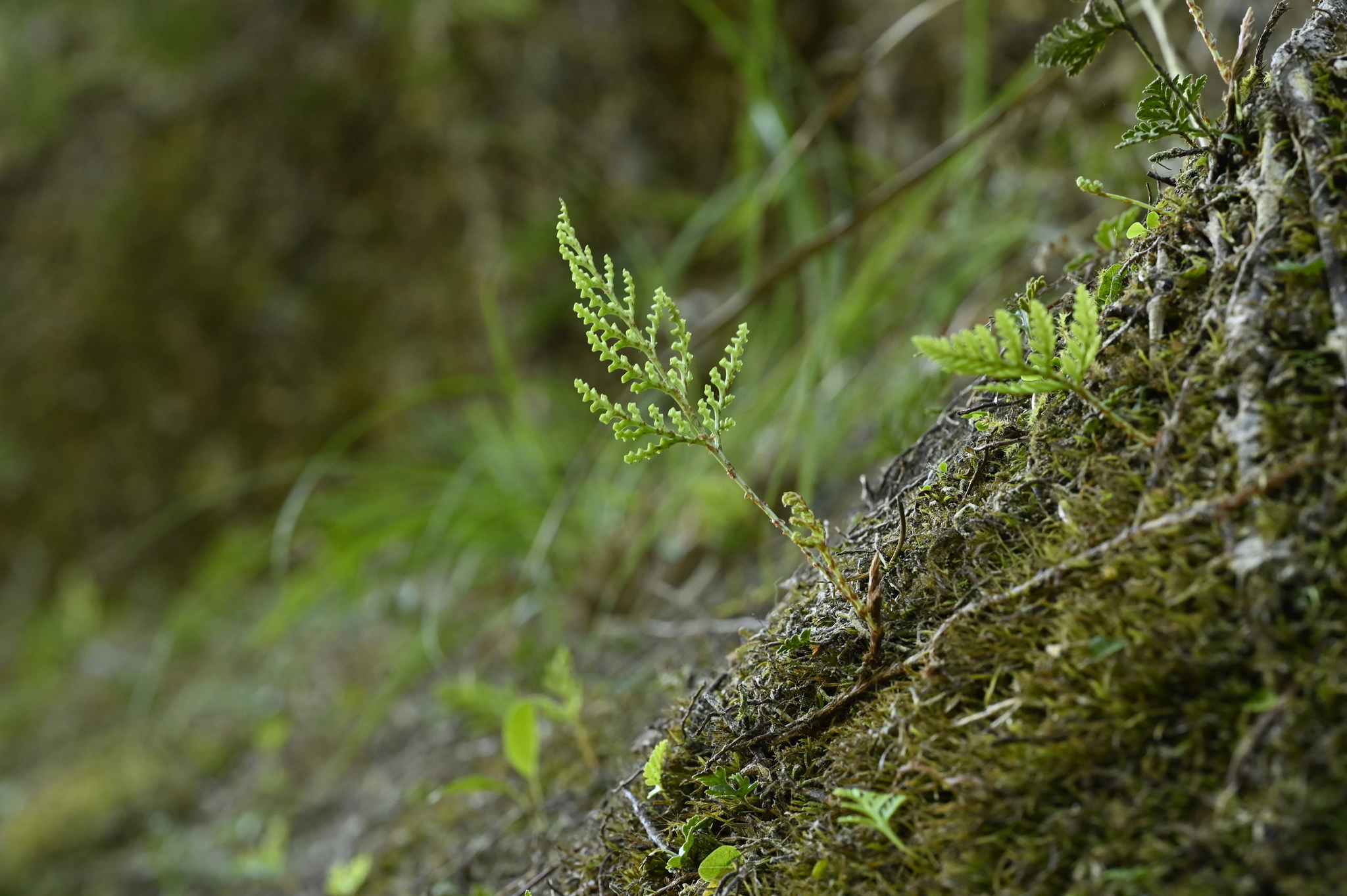 Davallia chrysanthemifolia