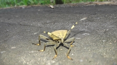 Pachylis laticornis