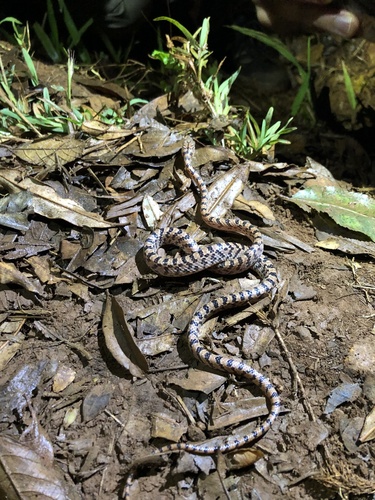 Photo of a Nosy Bé Tree Snake (Lycodryas granuliceps)