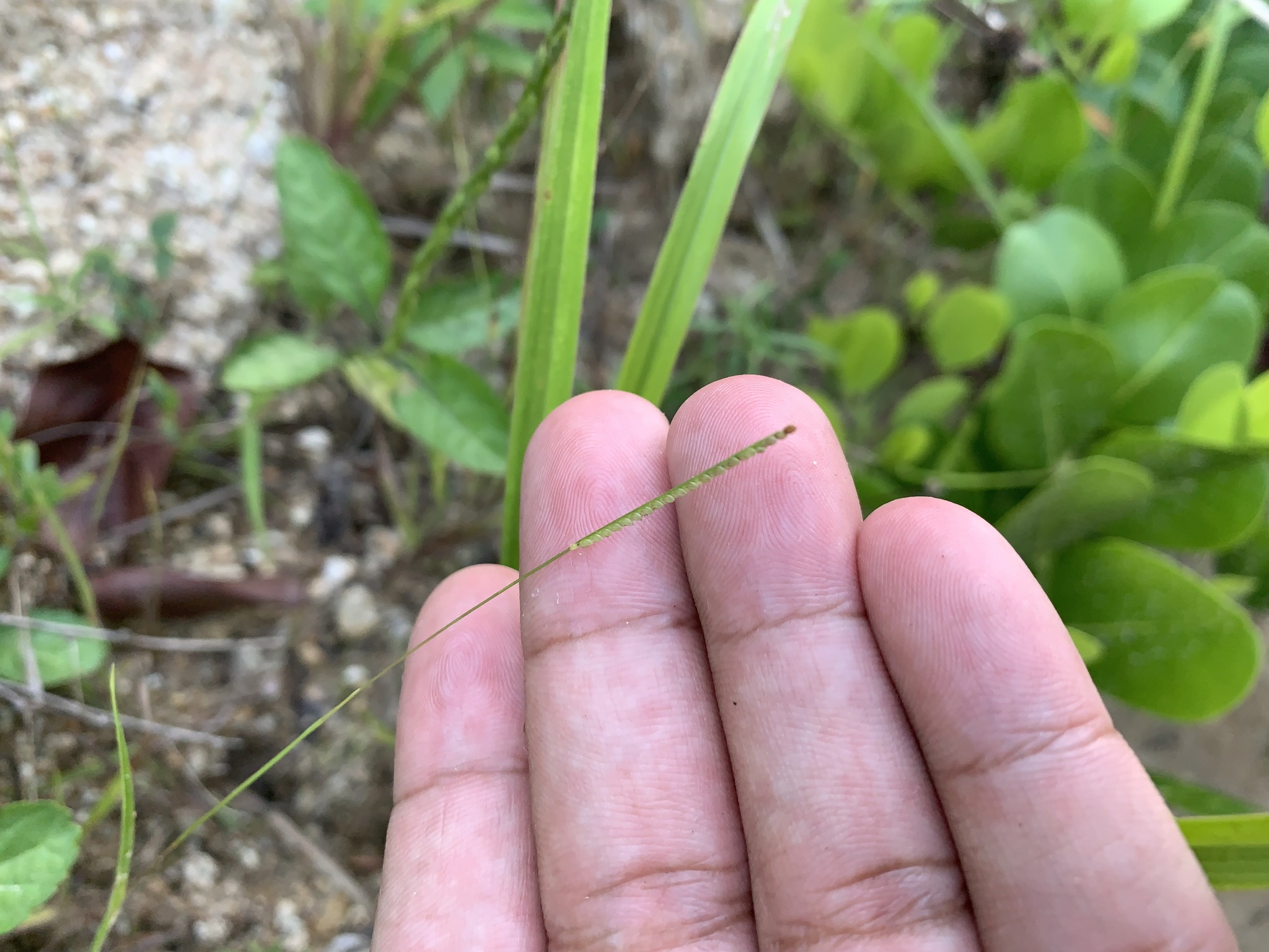Paspalum clavuliferum