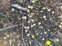 Leptosiphon lemmonii