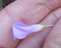Oxalis commutata