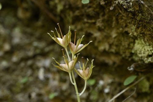 Helonias thibetica