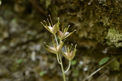 Helonias thibetica, photograph 曾昱承 Yu-Cheng Zeng, CC BY, iNaturalist via GBIF