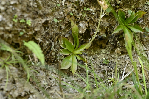 Helonias thibetica, photograph 2