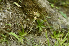 Helonias thibetica, photograph 曾昱承 Yu-Cheng Zeng, CC BY, iNaturalist via GBIF