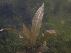 Potamogeton lucens