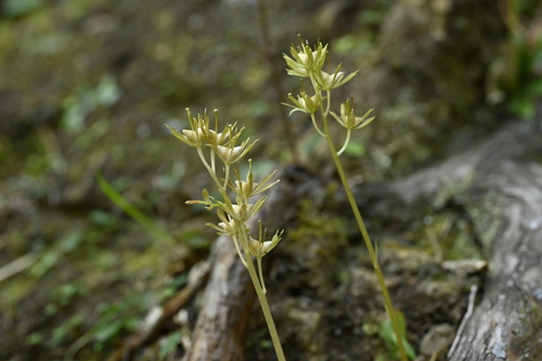 Helonias thibetica, photograph 4