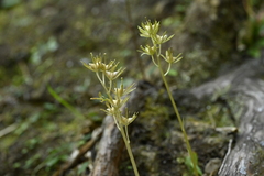 Helonias thibetica, photograph 曾昱承 Yu-Cheng Zeng, CC BY, iNaturalist via GBIF