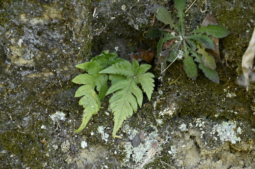 Tectaria coadunata (Tectaria coadunata)