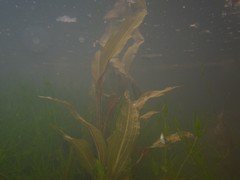 Potamogeton lucens