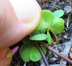 Oxalis commutata