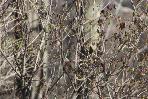 White-throated Sparrow photographed in Iowa
