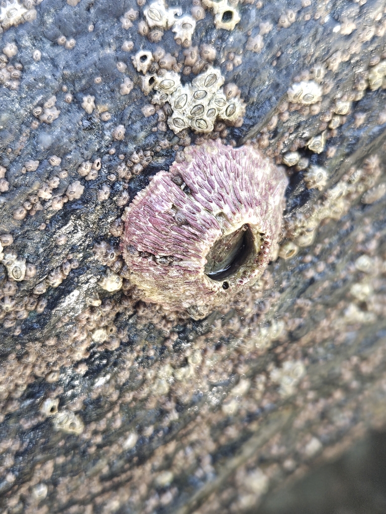 Pink Volcano Barnacle from Dana Point, Dana Point State Marine ...