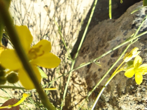 Diplotaxis harra (Diplotaxis harra)