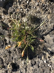 Oenothera macrocarpa