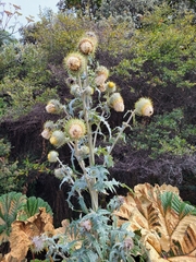Cirsium subcoriaceum image