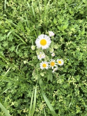 Erigeron philadelphicus