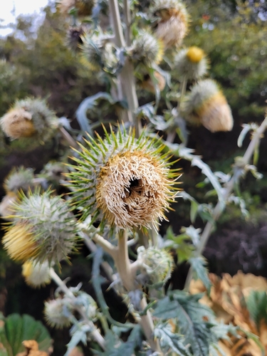 Image of Cirsium subcoriaceum by (c) Jake Rehage, some rights reserved (CC BY)