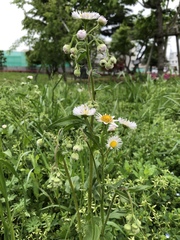 Erigeron philadelphicus