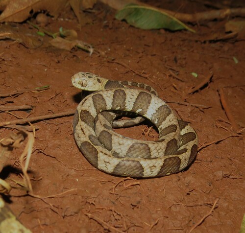Neotropical Snail-eater