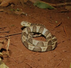 Neotropical Snail-eater