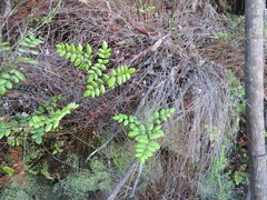 Pellaea pteroides