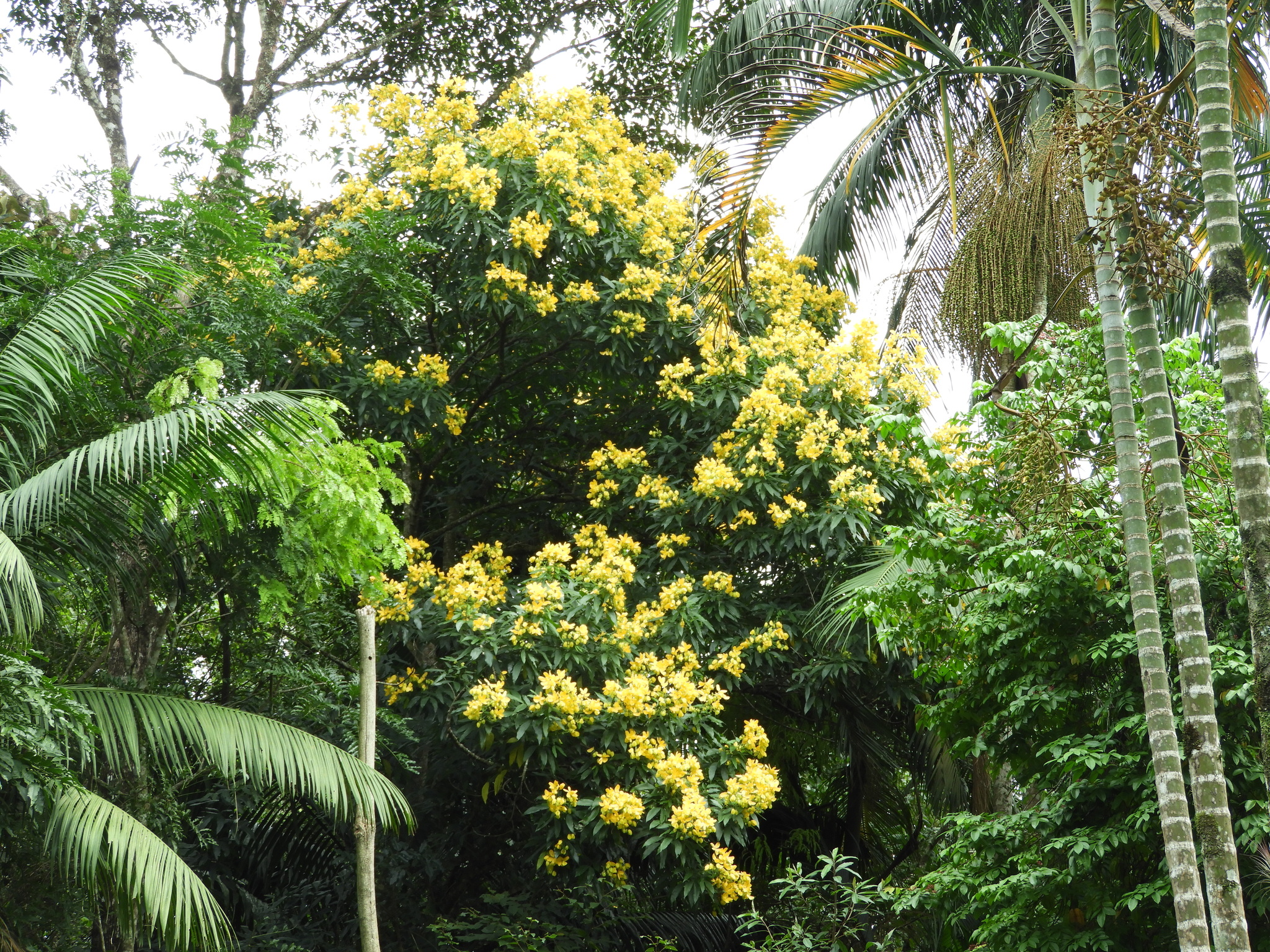 Imagem de Pau-Fava