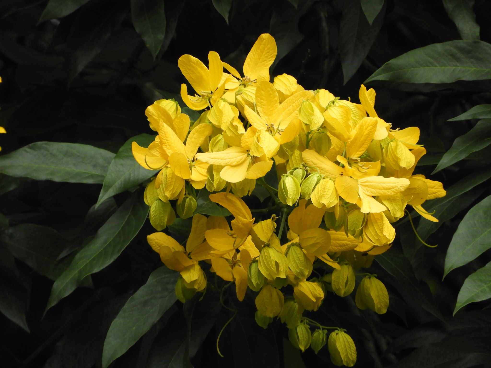 Imagem de Pau-Fava