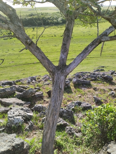 Image of Vitex megapotamica by (c) Agustina Medina, some rights reserved (CC BY)