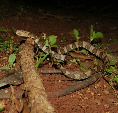 Neotropical Snail-eater