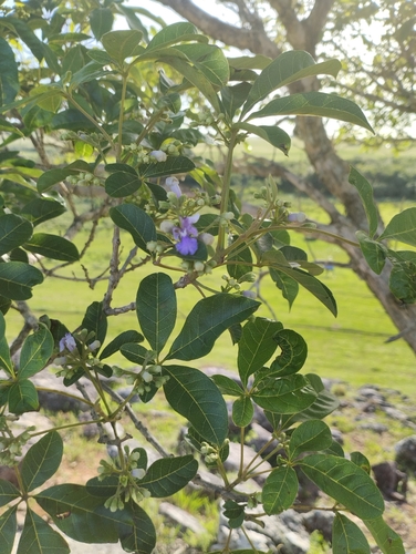 Image of Vitex megapotamica by (c) Agustina Medina, some rights reserved (CC BY)