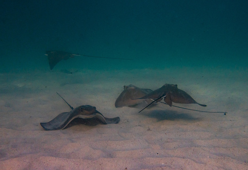 Common bull ray (Myliobatis aquila) — Myliobatidae — 3
